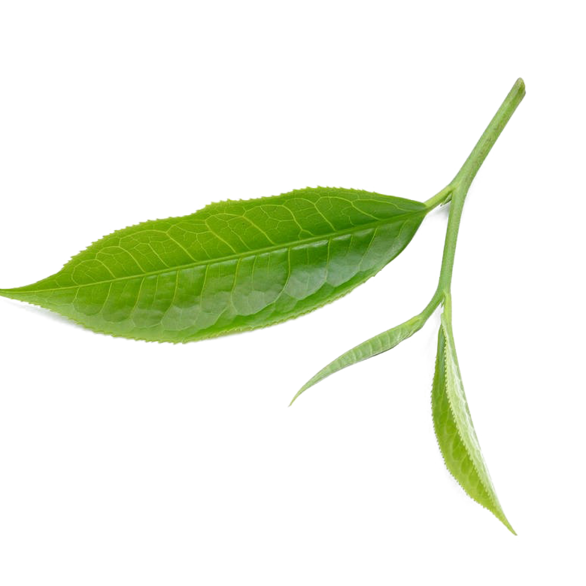 kisspng-tea-leaf-download-fresh-tea-leaves-5a9c8670b236f5.14503115152020747273.png